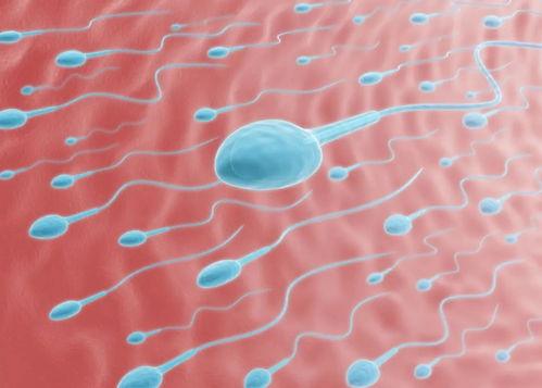 男性精子图片,探索生命起源的奇迹